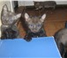 В хорошие руки отдаются котята(№Icq 351295051 Алиса), к лотку приучены, окрас темно серый, немно 69069  фото в Челябинске