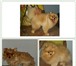 Фото в Домашние животные Услуги для животных Стрижка кошек и собак с выездом на дом или в Анапе 900