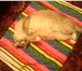 Изображение в Домашние животные Отдам даром Кошечка, ласковая, очень любить людей, игривая. в Прокопьевске 0
