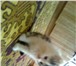 Фотография в Домашние животные Отдам даром Отдам милого сибирского котёночка, очень в Кирове 0