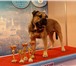 Фото в Домашние животные Вязка собак Кобель GRANDIS ROYAL MOLOSS KENNEL д.р 29.12.13 в Москве 0