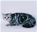 Foto в Домашние животные Вязка Титулованные коты-производители американских в Москве 10 000