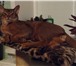 Изображение в Домашние животные Вязка Молодой перспективный абиссинский кот приглашает в Дубна 2 000