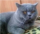 Фото в Домашние животные Услуги для животных Предлагаем вязкуСимпатичный Шотландский котик в Москве 2 000