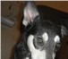 Foto в Домашние животные Другие животные Молодая стерилизованная собака,   добрая; в Челябинске 0