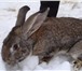 Фотография в Домашние животные Грызуны Продаю кроликов мясной породы для разведения. в Москве 700