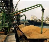 Фото в Прочее,  разное Разное Ячмень фураж от 200 т., предоплата самовывоз!Пшеницу в Нижнем Новгороде 0