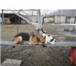 Фото в Домашние животные Услуги для животных Приглашаем владельцев собак всех пород на в Москве 800