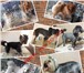 Фото в Домашние животные Стрижка собак УХОД И СТРИЖКА для собак: тримминг, гигиеническая, в Новокузнецке 500