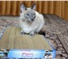 Фото в Домашние животные Товары для животных Когтеточка из картона "Когтедралка" изделие в Махачкале 300