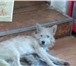 Изображение в Домашние животные Найденные Найдена собачка. Мальчик,   окрас серенький, в Твери 0
