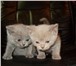 Продам котят породы Британская короткошерстная, Прекрасные, ласковые, жизнерадостные, имеют ровн 69770  фото в Челябинске