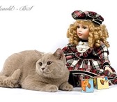 Предлагаем Вашему вниманию очаровательных британских короткошерстных котят классических окрасов(гол 68910  фото в Москве