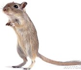 Фотография в Домашние животные Другие животные продаются мышки-песчанки - забавные неприхотливые в Нижнекамске 70