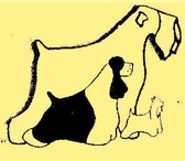 Изображение в Домашние животные Услуги для животных т. 960-865-93-54, стрижки породные, практичные в Астрахани 0