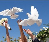 Изображение в Домашние животные Птички Выпускать голубей на свадебных торжествах в Апшеронск 1 000
