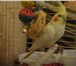 Foto в Домашние животные Птички В связи с приобретением породистого кота, в Благовещенске 1 500