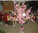 Фотография в Домашние животные Растения продаётся иск.дерево сакуры(собств.производство) в Москве 1 850
