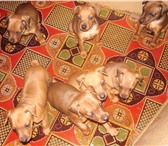 Продаю щенков пинчера (цвергпинчера, миниатюрного пинчера), Мальчики и девочки (окрас олений с под 64632  фото в Нижнем Новгороде