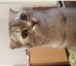 Foto в Домашние животные Вязка Кот Шотландский вислоухий ищет кошку для в Уфе 1 000