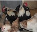 Изображение в Домашние животные Птички Цыплята мясо яичной породы Кохинхины голубые в Екатеринбурге 250