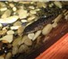Фото в Домашние животные Рыбки Продаются аквариумные рыбки сом таракатум в Перми 51