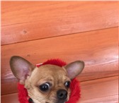 Чихуахуа  подрощенный мальчик питомник 4025969 Чихуахуа фото в Зеленоград