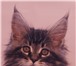 Котята мейн-кун из питомника 840773 Мейн-кун фото в Комсомольск-на-Амуре