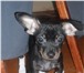 Изображение в Домашние животные Вязка собак Красавчик той-терьер (стандарт) ищет подружку в Хабаровске 5 000