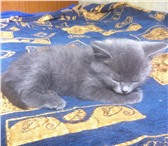 Foto в Домашние животные Отдам даром Отдам даром милого котенка в добрые руки! в Красноярске 0