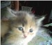 Фото в Домашние животные Отдам даром Отдадим хорошеньких маленьких котят в хорошие в Малоярославец 0