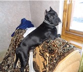 Фотография в Домашние животные Вязка собак Нашему парню почти 2 года, черный окрас, в Омске 0