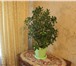 Foto в Домашние животные Растения Растения – деревца : комнатные ( тропические в Магнитогорске 100