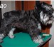 Фото в Домашние животные Услуги для животных Груммер приведет в порядок Вашего любимца в Братске 1 000