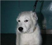Фотография в Домашние животные Отдам даром Чудесный белый пес ищет самого лучшего хозяина. в Новосибирске 0