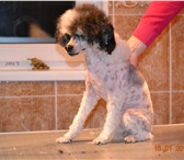 Фотография в Домашние животные Стрижка собак Профессионально у себя в салоне или с выездом в Таганроге 400