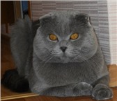 Изображение в Домашние животные Вязка Шотландский вислоухий клубный кот Макс, с в Саранске 2 000