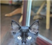 Фотография в  Отдам даром-приму в дар Два воспитанных, абсолютно черных котика в Сочи 0