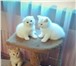 Элитные котята с родословной 4398117 Скоттиш фолд фото в Санкт-Петербурге
