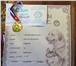 Фотография в Домашние животные Вязка собак Предлагается для вязок кобель аляскинского в Дзержинске 0