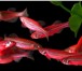 Изображение в Домашние животные Рыбки Данио - красивые розовые рыбки в ЧелябинскеЯркие в Челябинске 30