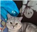 Foto в Домашние животные Вязка Молодой котик скоттиш страйт британец (без в Нижнем Новгороде 0
