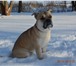 Фотография в Домашние животные Вязка собак Вязка Ка Де Бо , кобель 3года, родословная в Москве 100