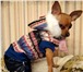 Фотография в Домашние животные Товары для животных Выгодное предложение от Mini dog style в в Томске 650