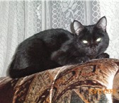 Foto в Домашние животные Отдам даром Черно-каштановый кот 2.5 года  ласковый.игривый.кас в Магнитогорске 0