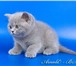 Голубые британские котята,  Предлагаем Вашему вниманию очаровательных плюшевых медвежат - британских 69786  фото в Москве