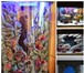 Фото в Домашние животные Рыбки Marvel-water decor – это комплекс композитных в Барнауле 1 000