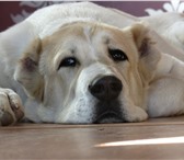 Изображение в Домашние животные Вязка собак Молодой, перспективный кобель среднеазиатской в Улан-Удэ 0
