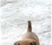 Фото в Домашние животные Отдам даром Помогите пристроить щенка! Возле моей работы в Красноярске 0