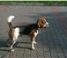 Фотография в Домашние животные Вязка собак Чистопородный кобель породы Бигль, 4 года. в Красноярске 0
